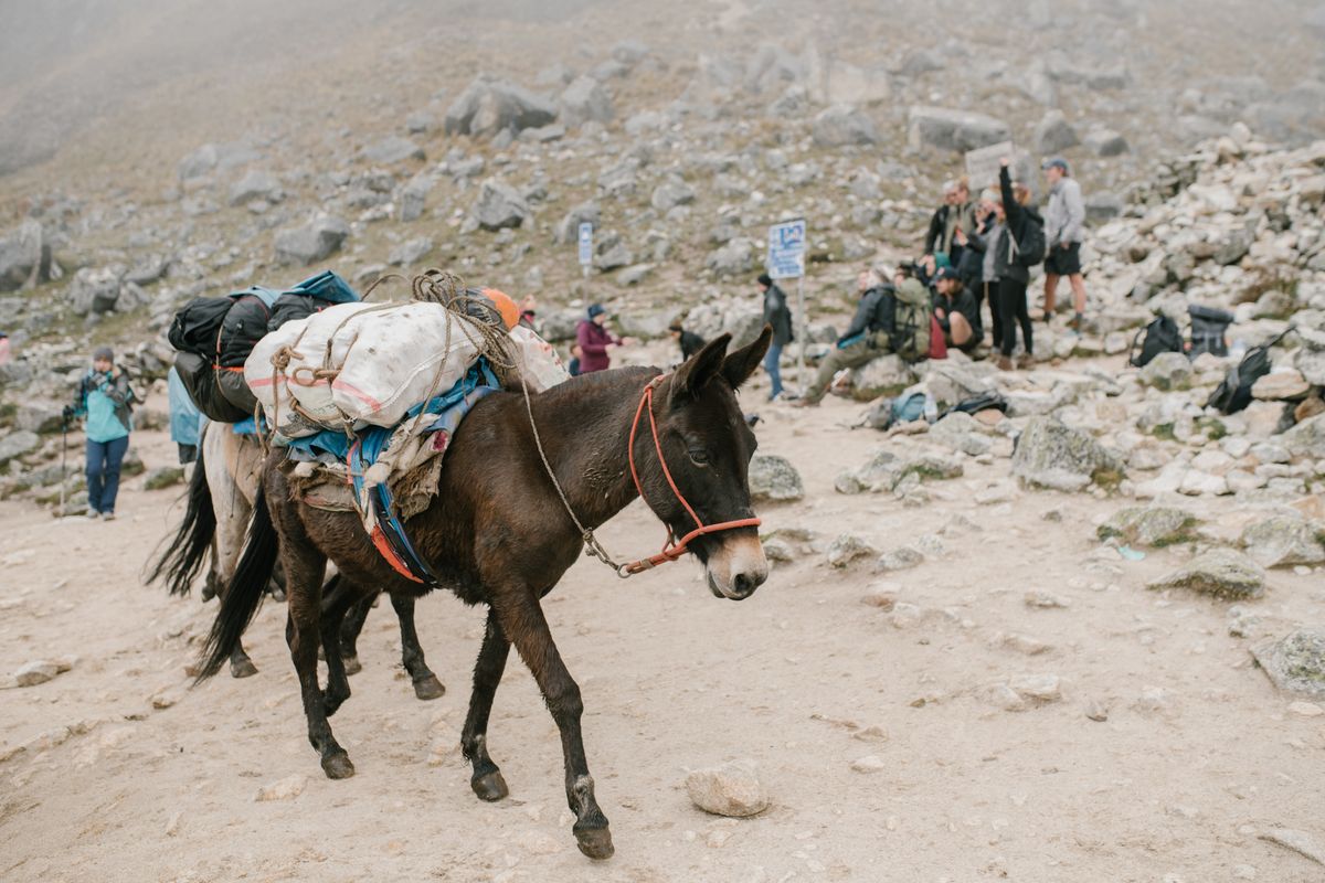 A loaded pack mule on a rocky high-altitude trail, hikers resting with their backpacks in the misty background