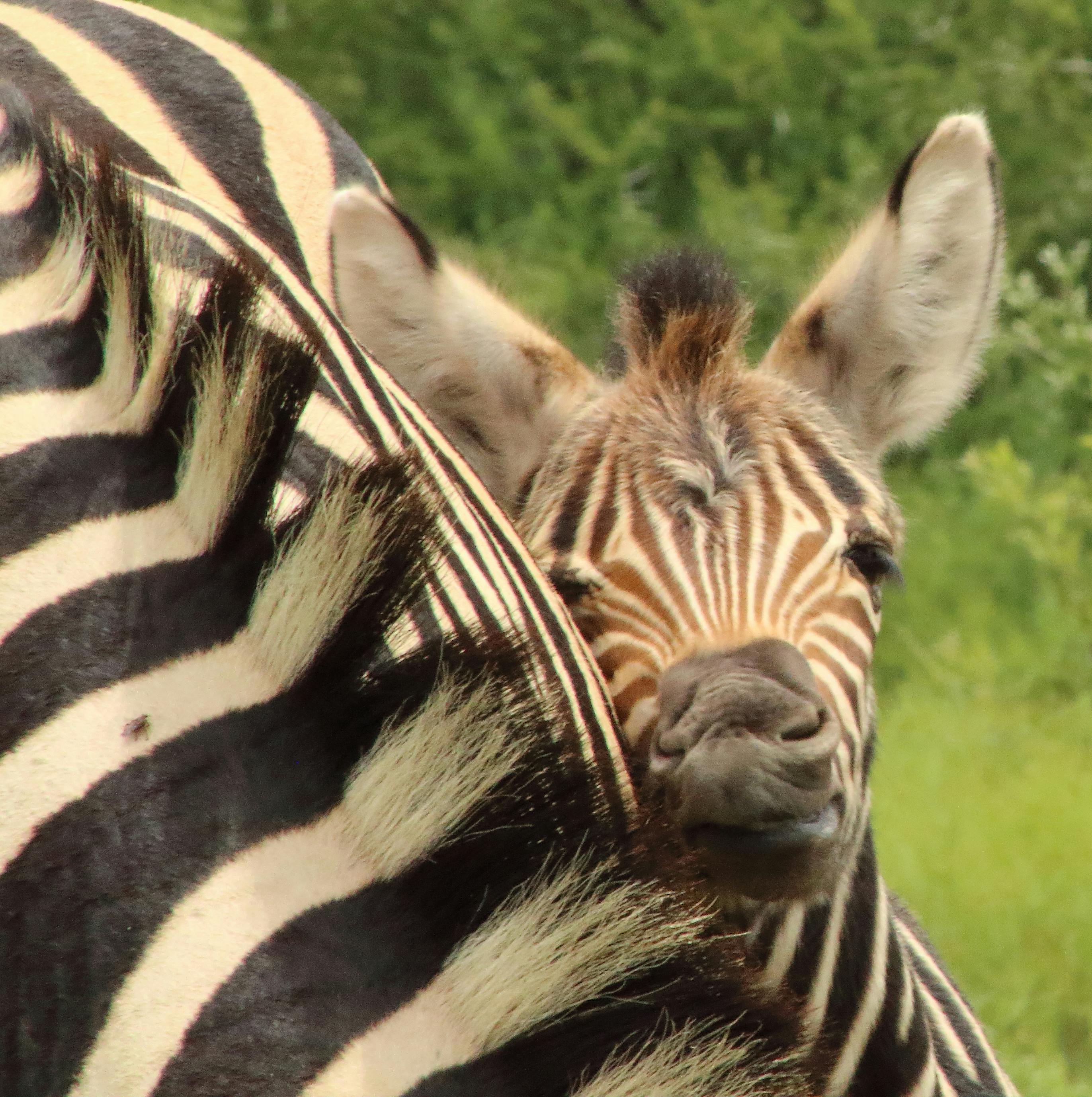 Free stock photo of baby zebra, Zebra calf