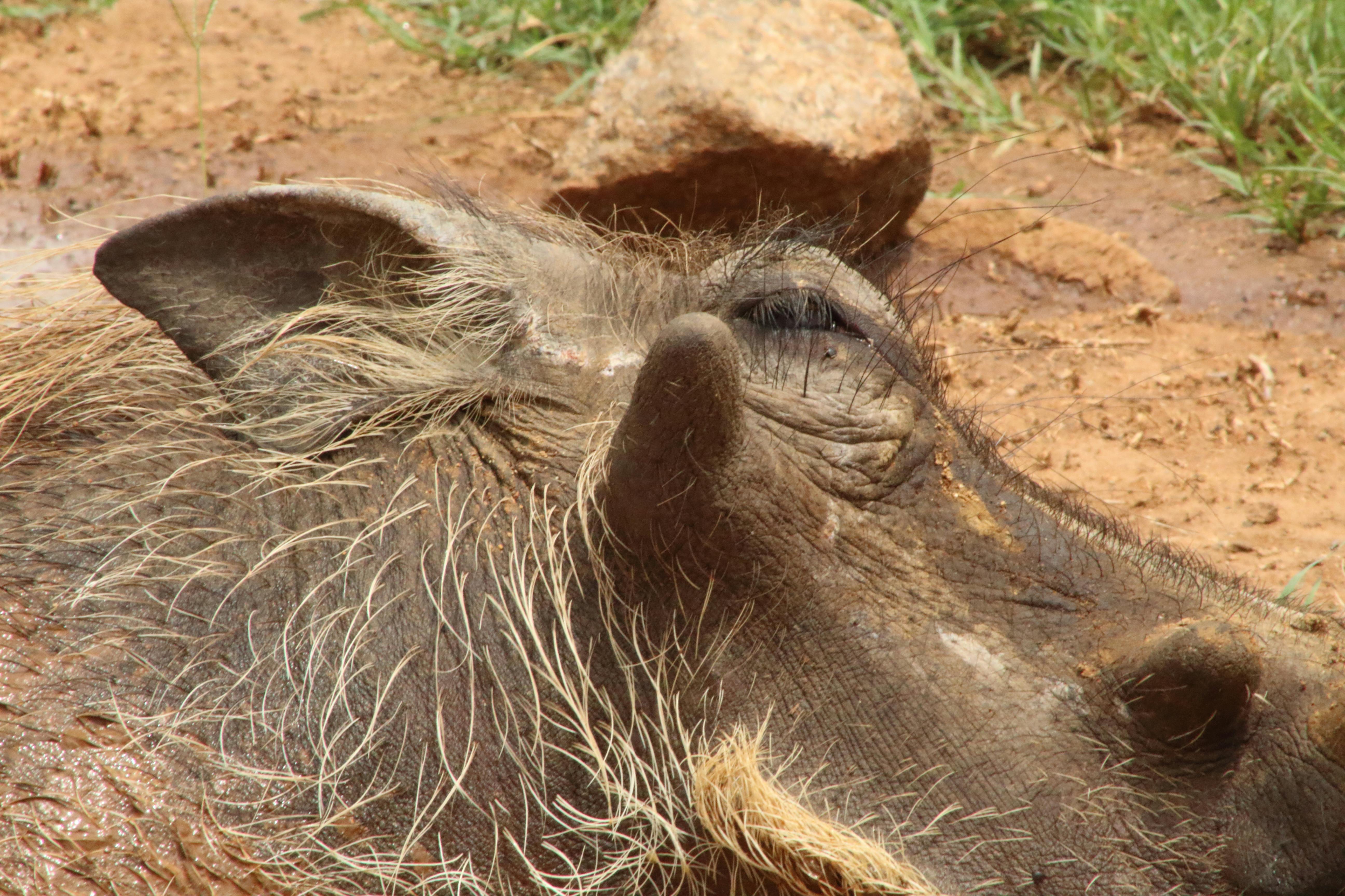 free-stock-photo-of-warthog-wild-pig