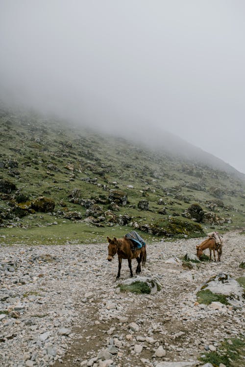 Pferde Auf Grünem Grasfeld Nahe Berg