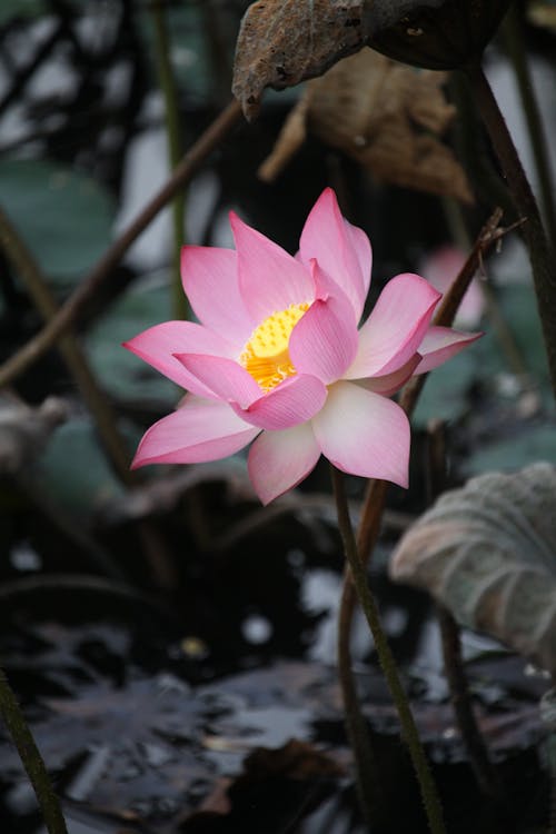 Pink Lotus Flower in Bloom