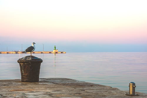 Black and White Bird on the Dock