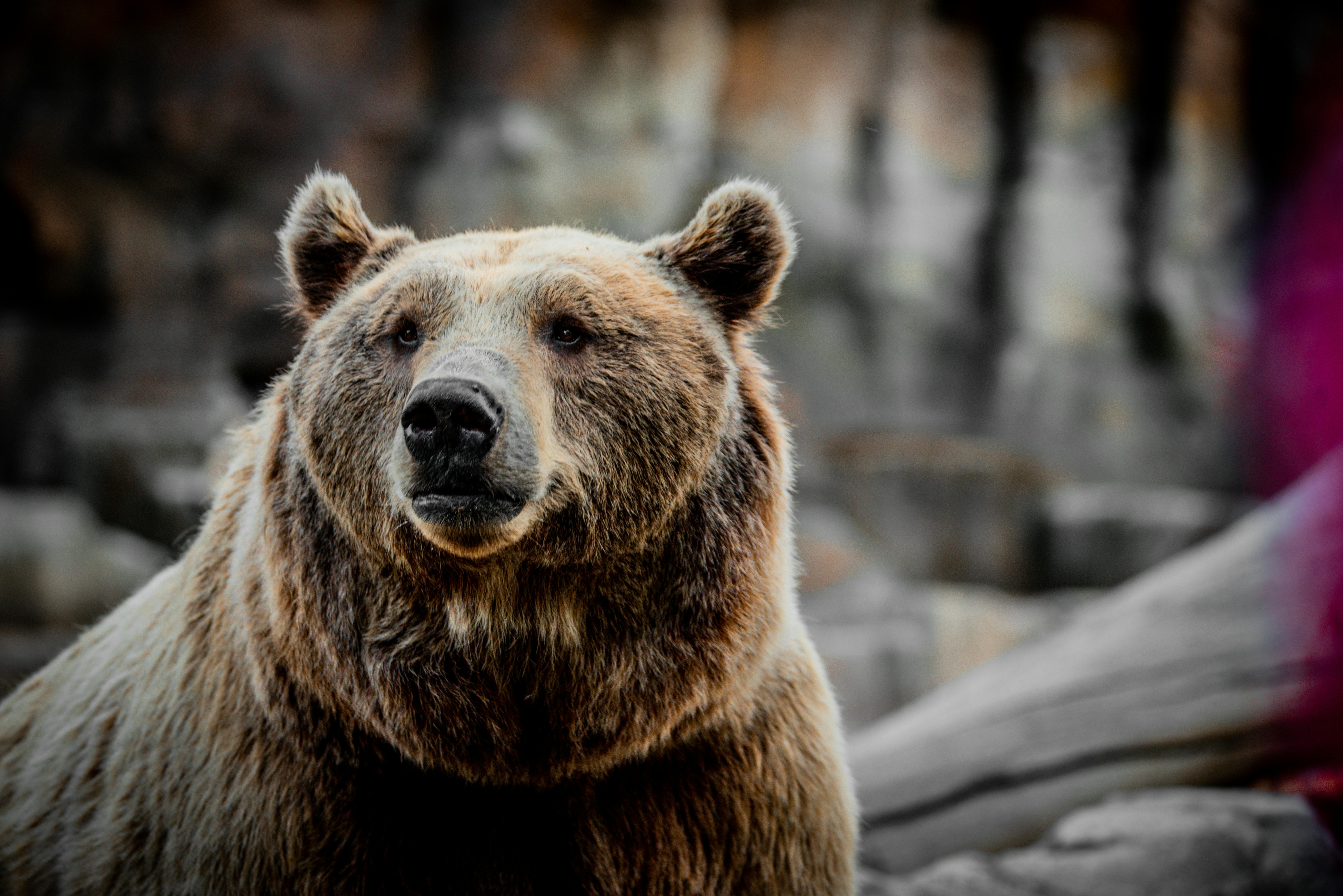 A detailed close-up view of a wild brown bear in its natural habitat.