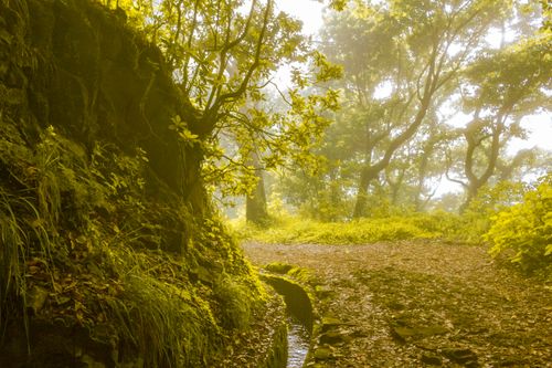 Free A serene and misty forest path in Madeira, Portugal, surrounded by lush greenery and trees. Stock Photo