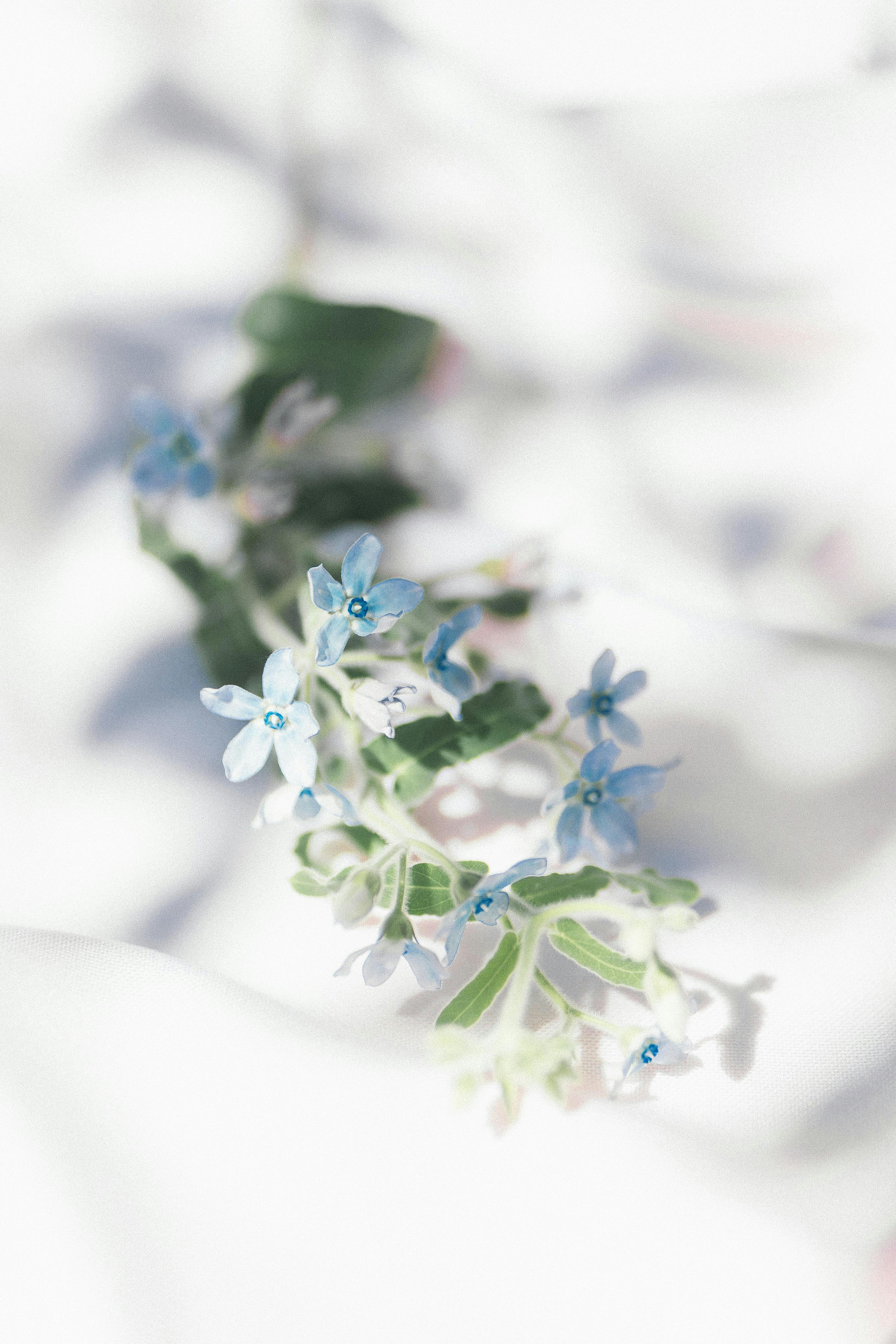 A close-up of soft blue tweedia flowers against a bright white backdrop, emphasizing their delicate charm.