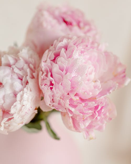 A Close-Up Shot of Pink Peony Flowers