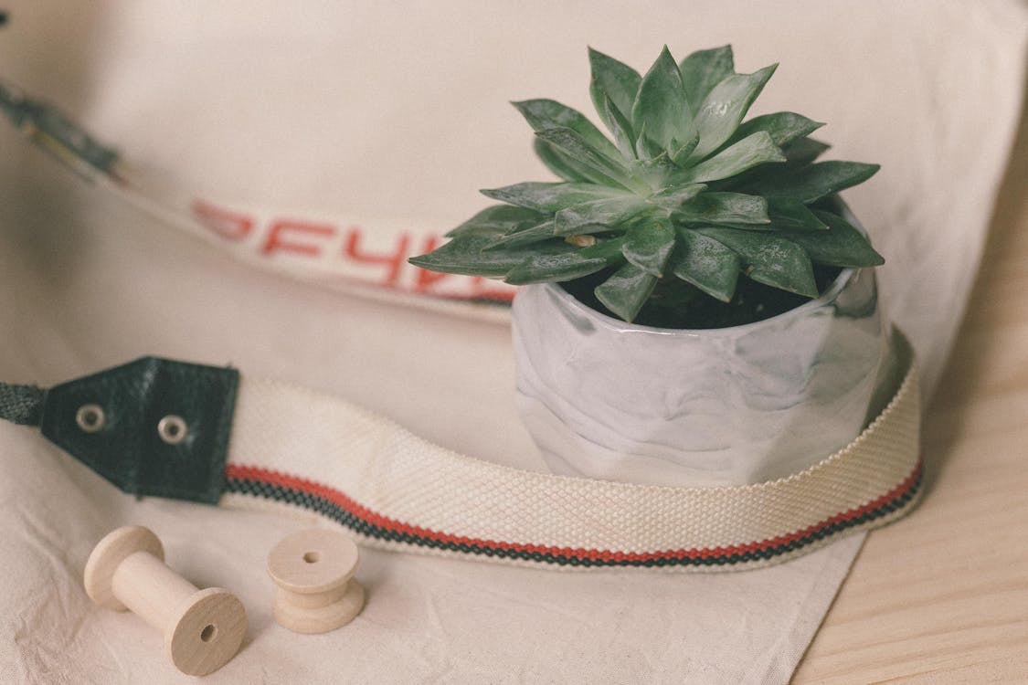 Green Succulent Plant on Top of a Bag