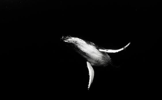 Black and white photograph of a humpback whale swimming gracefully underwater in Tonga.