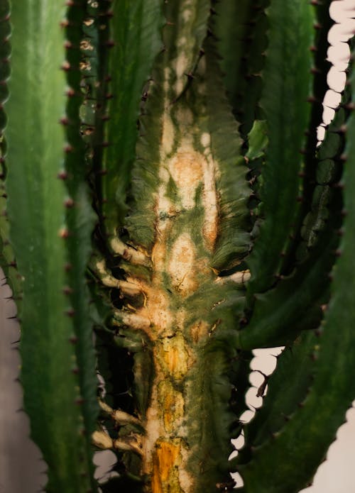 Free stock photo of cactus plant, euphorbia acrurensis Stock Photo
