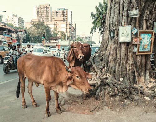 Brown Cows on Under a Tree