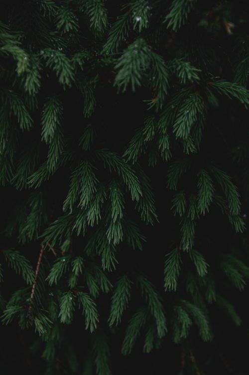 Free Dark and moody close-up of dense coniferous foliage showcasing rich green textures. Stock Photo