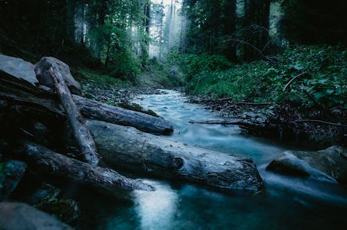 bezplatná Základová fotografie zdarma na téma dešťový prales, les, polena Základová fotografie