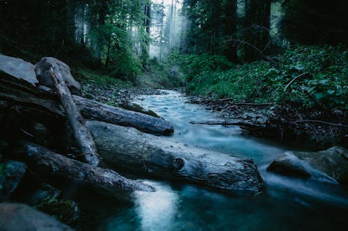 Бесплатное стоковое фото с бревна, вода, деревья