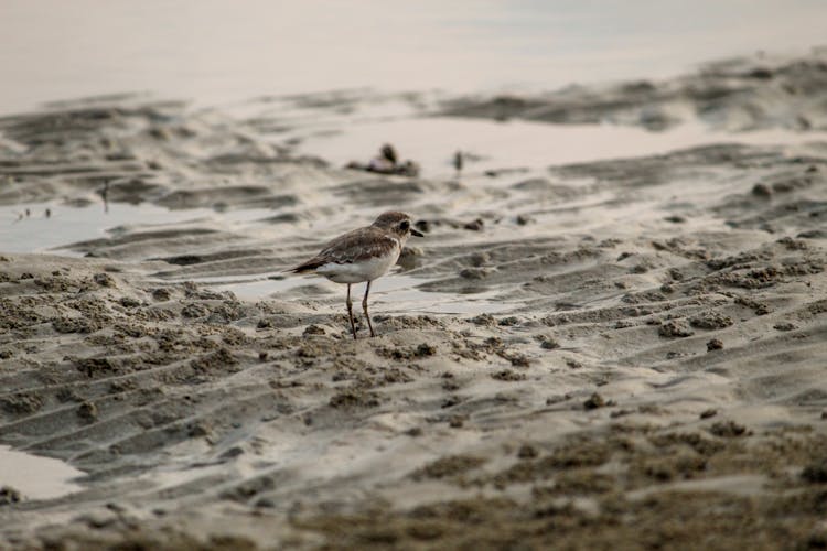 Bird On The Sand