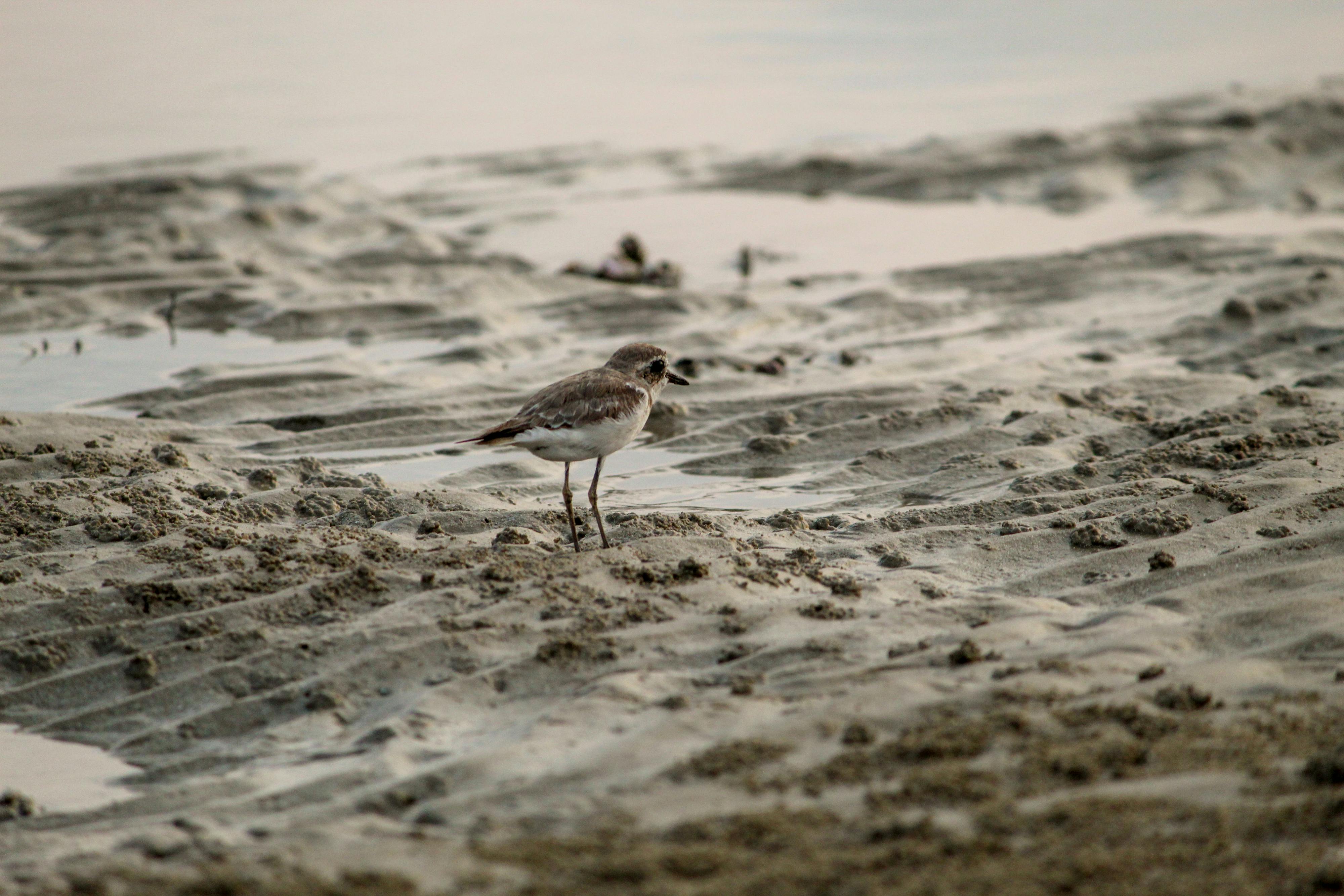 Plover Photos, Download The BEST Free Plover Stock Photos & HD Images