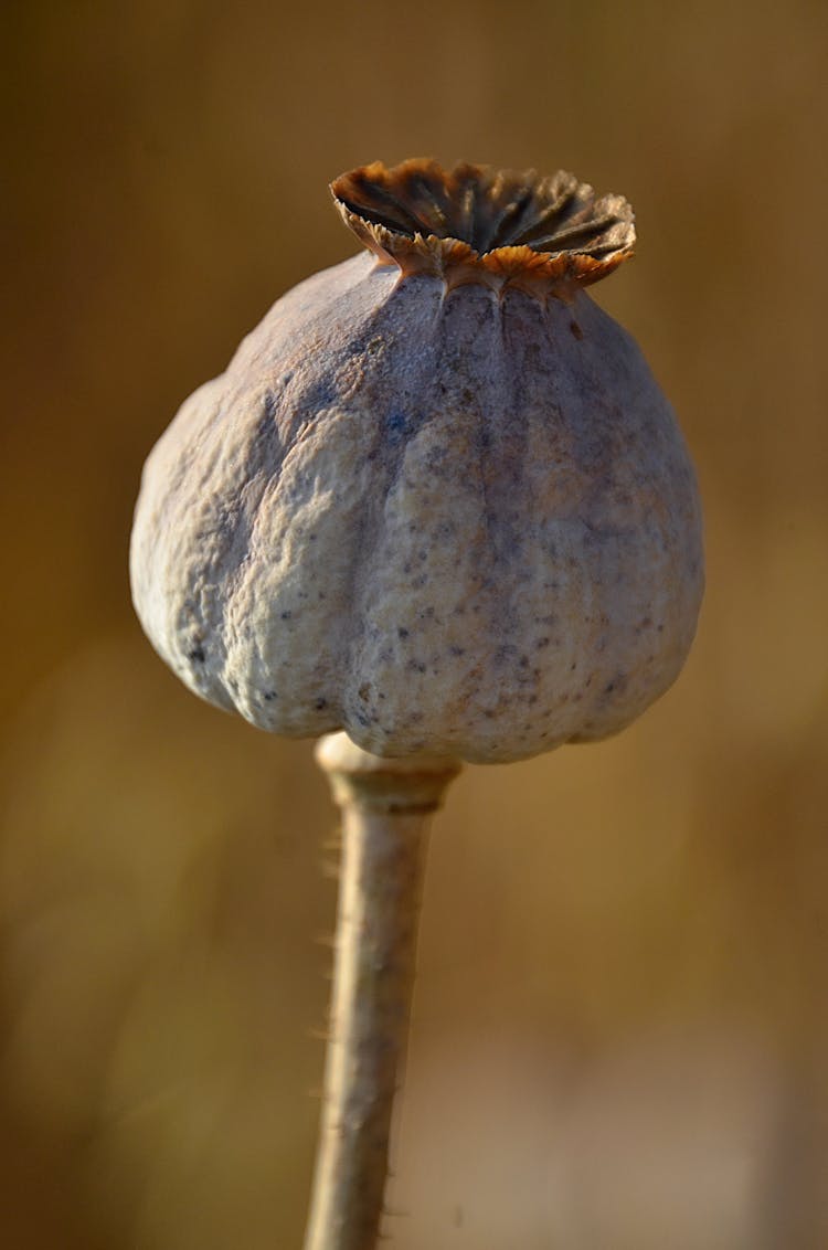 Close-up Of A Dried Opium Flower