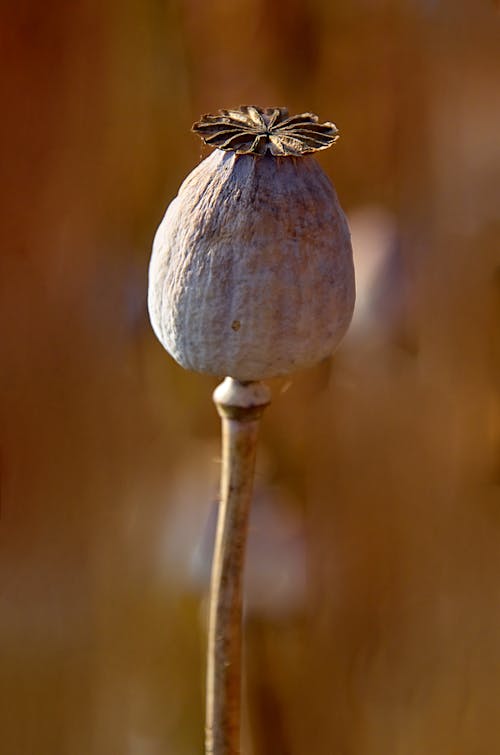 Opium Poppy Flower