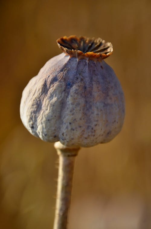 Close-up of an Opium Poppy