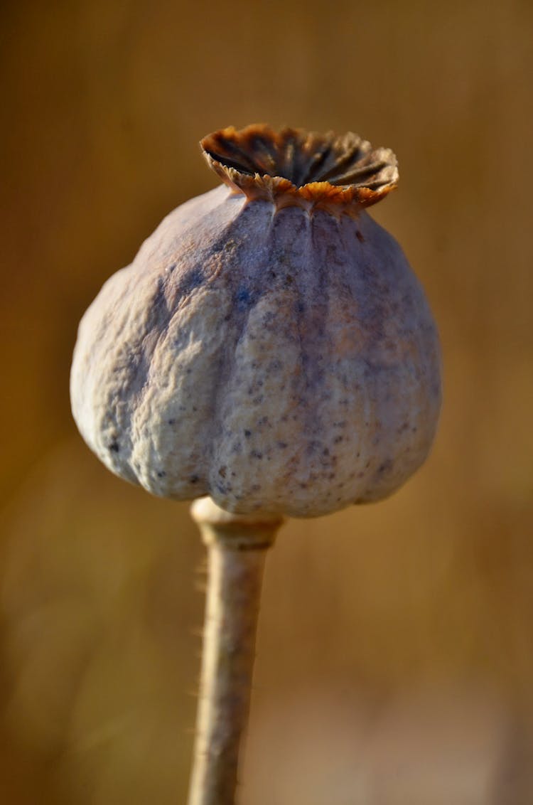 Close-up Of An Opium Poppy