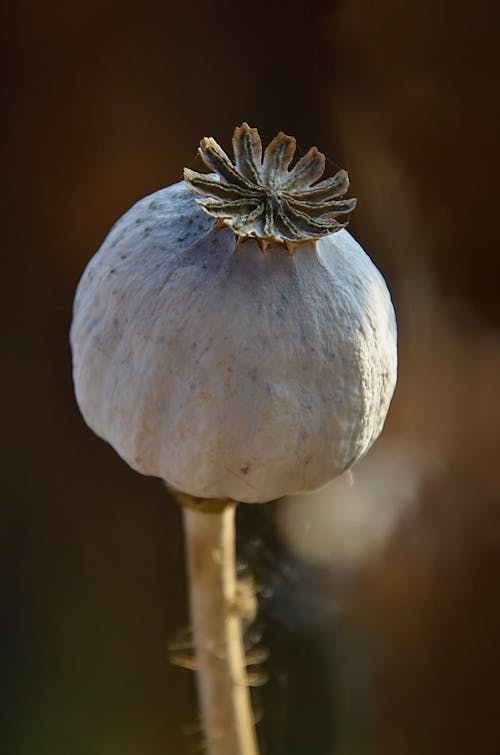Close-up of a Opium Poppy 