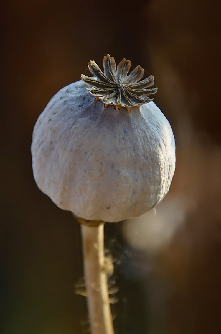 Close-up Of A Opium Poppy 