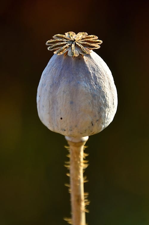 Blue and Brown Flower Bud in Close Up Photography