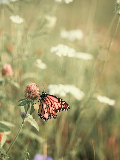 Free Monarch Butterfly Perched on Pink Flower in Close Up Photography Stock Photo