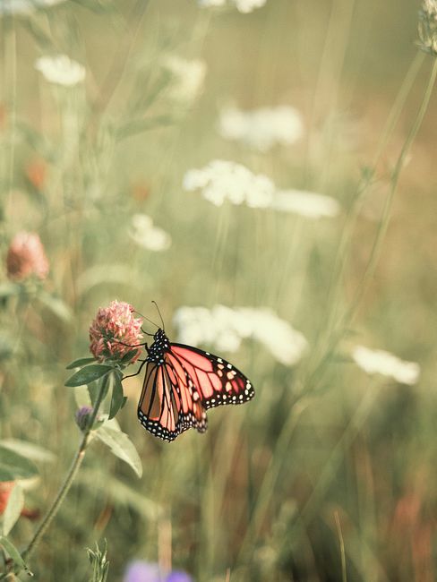 A monarch butterfly perched on a pink flower with a blurred meadow background.
