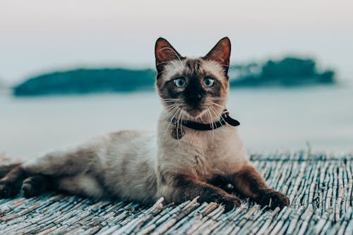 Cute purebred cat with blue eyes in collar lying on bamboo surface behind ocean while looking at camera
