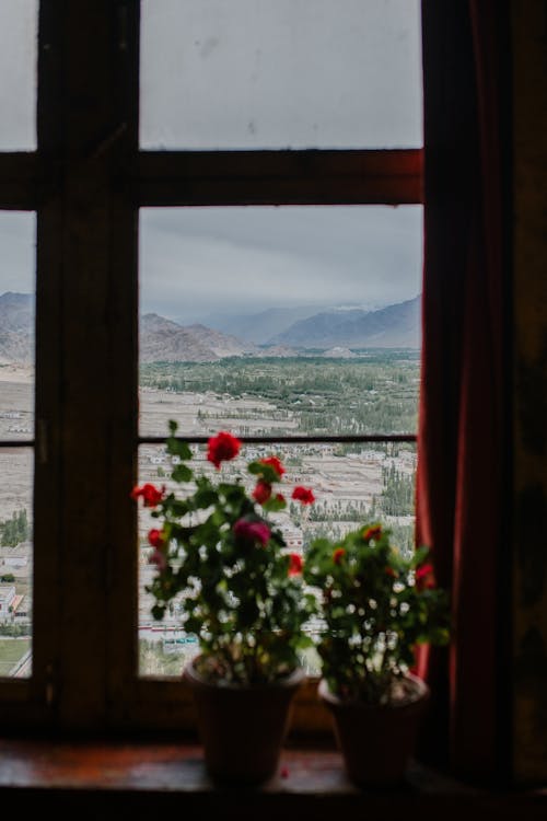 View of nature with green field and mountains through window with wooden frame and potted plant with red flowers on windowsill