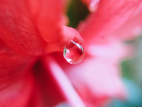 Free Water Drop on a Pink Flower Stock Photo