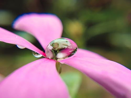Close Up of a Drop of Water on a Flower