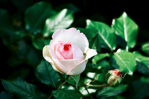 Bezpłatne Darmowe zdjęcie z galerii z biała róża, kwiaty, liście Zdjęcie z galerii