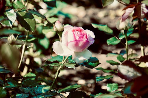 Close-up Photo of a Pink Rose