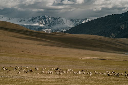 Flock of domestic sheep grazing on grassy field against showy mountains and cloudy sky in countryside in sunny day in nature