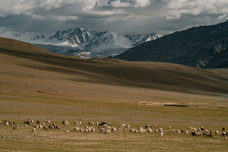 Herd Of Sheep Pasturing On Meadow