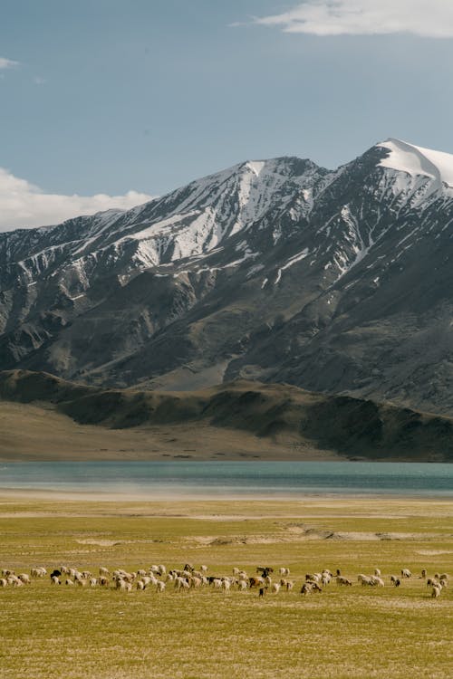 Flock of sheep pasturing against mountain