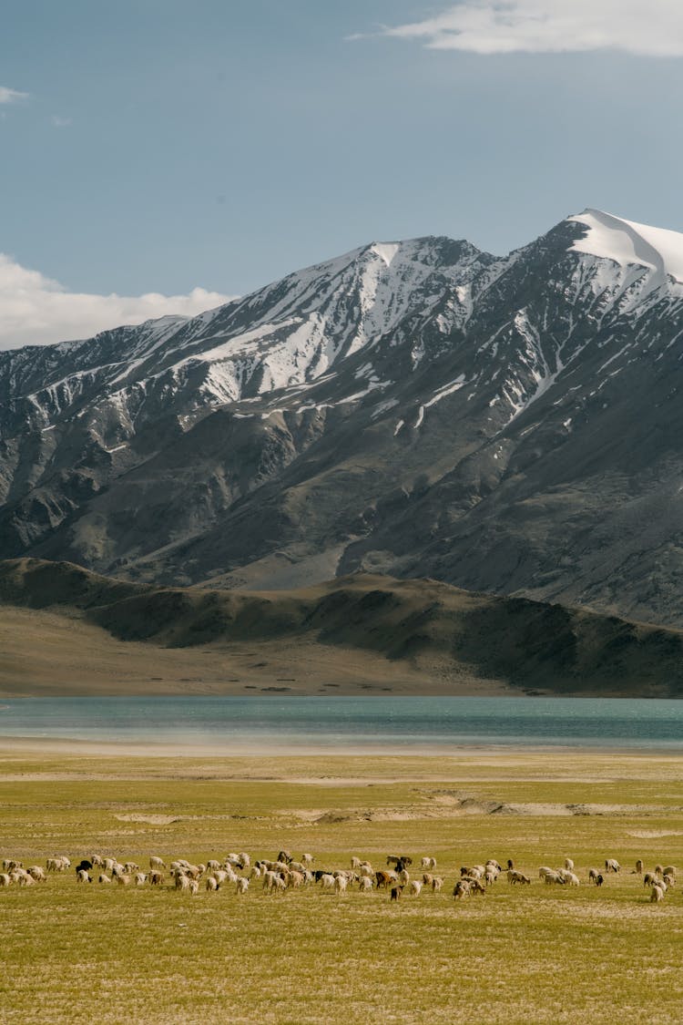 Flock Of Sheep Pasturing Against Mountain