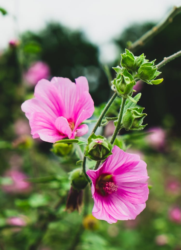 Close Up Photo Of Rose Mallow 