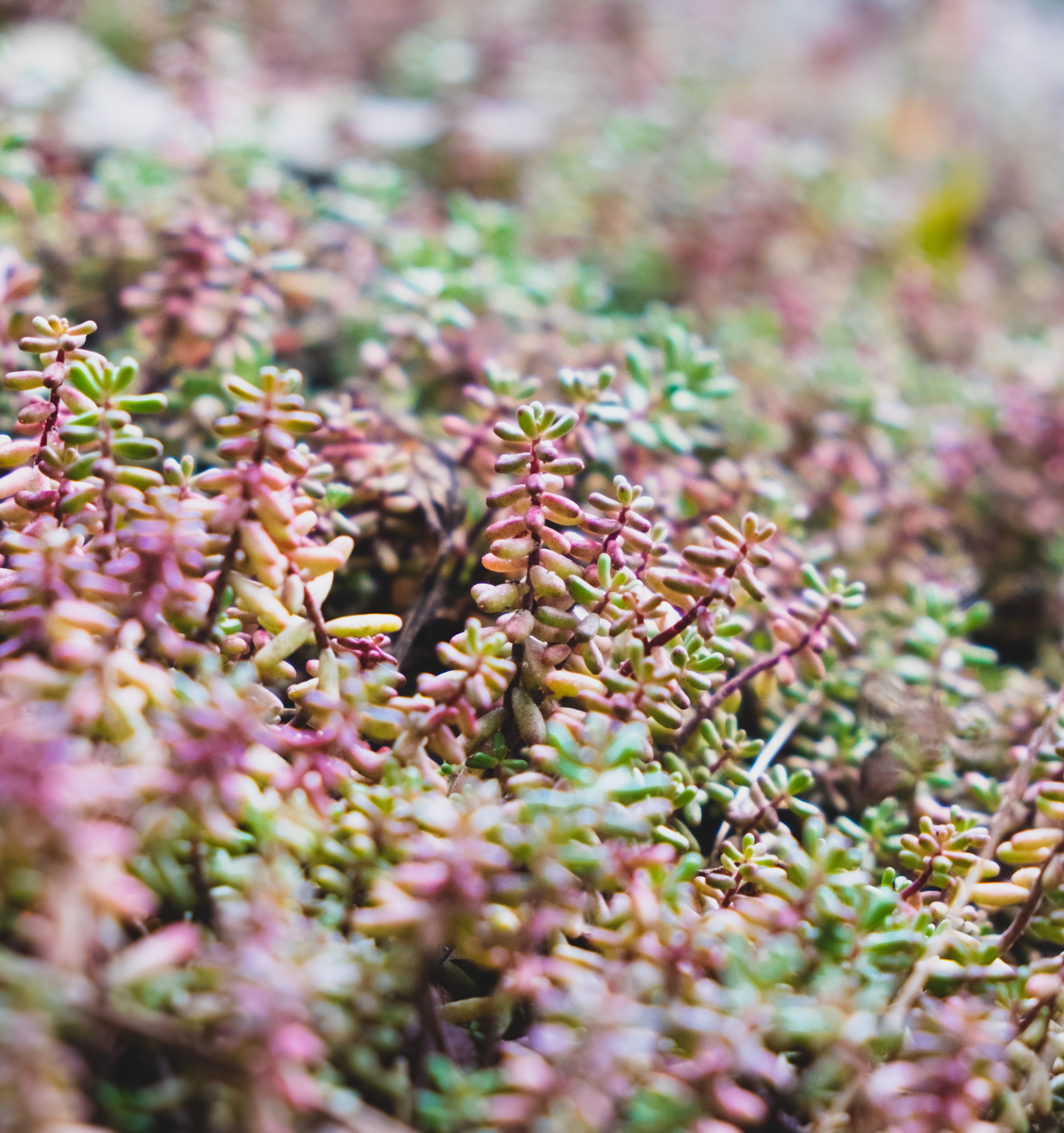 A Close-Up Shot of Succulent Plants · Free Stock Photo
