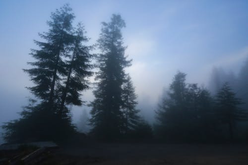 A View of Tall Trees during a Foggy Day