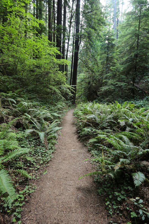 Immagine gratuita di ambiente, boschi, foresta