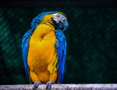 Blue Yellow and Green Parrot