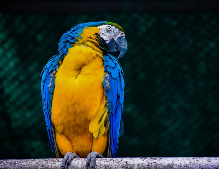 Blue And Yellow Macaw