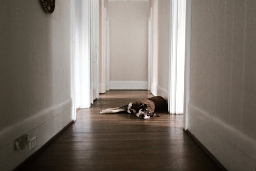 Cachorro Com Pêlo Curto Marrom E Branco Deitado No Chão De Madeira Marrom