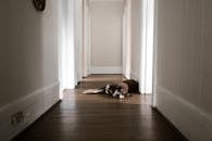 Brown and White Dog Lying on Wooden Floor in the Hall