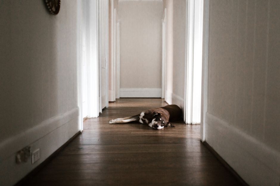 Dog Vomiting: Causes, Color Clues, and When to Worry