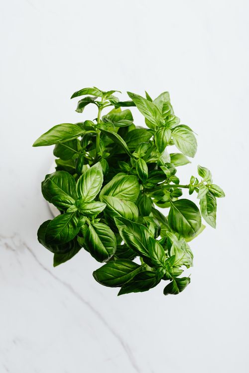 Free Close-up of vibrant green basil leaves against a clean white backdrop. Stock Photo