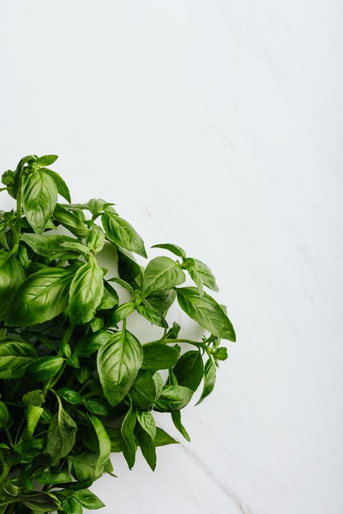 Free Close-up of vibrant green basil leaves against a white marble backdrop, perfect for culinary themes. Stock Photo