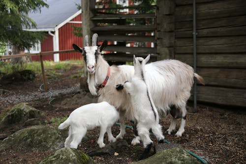 White Goat and Its Offspring